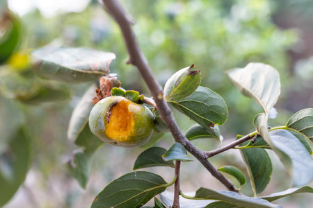Persimmon fruit eaten by wild birds closeup with selective focus and blurred backgroundの写真素材