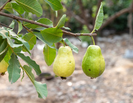Guava ripe fruit hanging on a tree branch in the gardenの写真素材