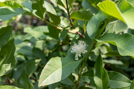 Blooming guava's flower closeup viewの写真素材