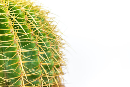 Echinocactus grusonii or Kroenleinia grusonii golden barrel cactus with copy spaceの写真素材