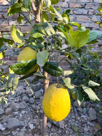 Yellowripe large lemons on a tree branch. Hill lemon ripe fruitの写真素材