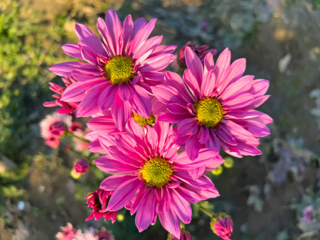 Top view of pink chrysanthemums hybrid variety of cut flowerの写真素材