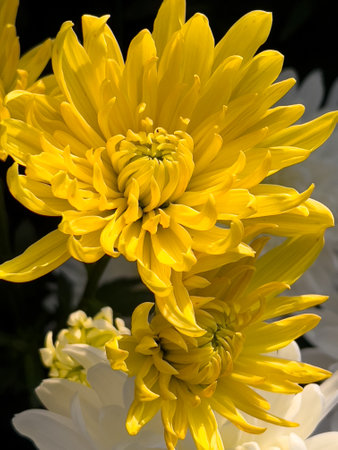 Yellow large variety of chrysanthemum flower closeupの写真素材