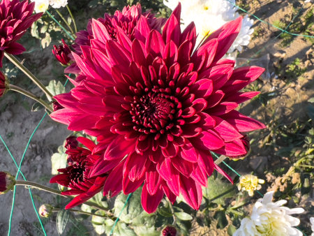 Chrysanthemum maroon color flower closeupの写真素材