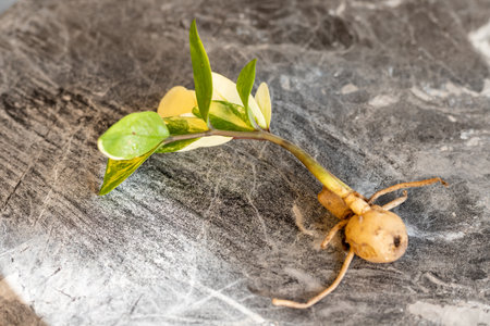 variegated zz plant mushy rhizome closeupの写真素材