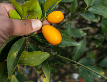 Kumquat ripe fruit in tree closeupの写真素材