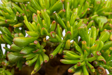 Beautiful Crassula ovata gullom having green tubed leaves with bright red tips closeup view.の写真素材