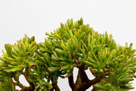 Crassula ovata gollum succulent plant on white isolated background with copy spaceの写真素材