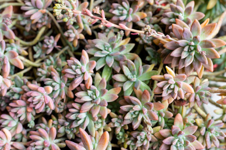 Close-Up of beautiful Graptosedum Darley Sunshine Succulent Plantsの写真素材