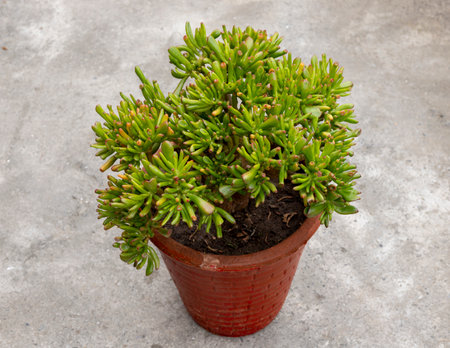 Crassula ovata gollum with tubular leaves in a clay potの写真素材