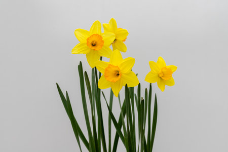 Beautiful yellow daffodils isolated on white backgroundの写真素材