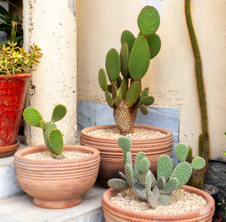 Three different colors of Opuntia microdasys bunny ears cactus red, white and yellow colors cactus in clay pots in outdoor patioの写真素材