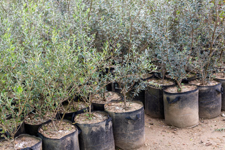 Seedlings of olive trees growing in plant nursery.の写真素材