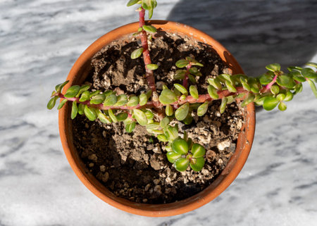 Portulacaria afra 'Medio-picta', also known as Portulacaria afra Kaleidoscope, is a slow growing succulent shrub with attractive bright reddish pink stems and small glossy green leaves with broad white stripes down their middleの写真素材