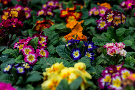Close-Up of Beautiful Primrose Flowers in a Gardenの写真素材