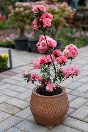 Pink Azalea Flowers in a Decorative Clay Potの写真素材