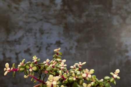 Closeup of a portulacaria afra 'Medio-picta' Midstripe rainbow bush with copy space for textの写真素材