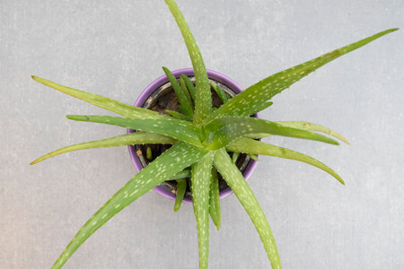Top view of aloe vera plantの写真素材