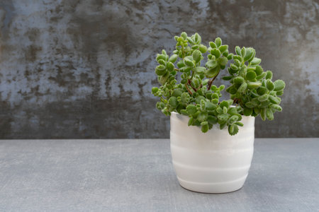Cotyledon tomentosa succulent plant in white ceramic pot with copy spaceの写真素材