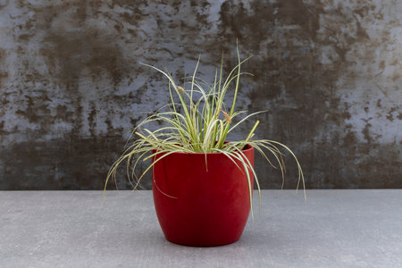 Carex oshimensis,Japanese sedge flowering plant native to Japan with striped foliage leaves in red ceramic potの写真素材