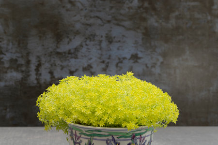 Closeup of a Sedum japonicum âTokyo Sunâの写真素材