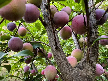 Ripe plum fruits hanging on a tree in farmの写真素材