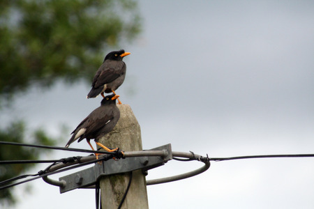 Two birds hanging out on a telephone pole, subject is focused while background is blurred to give...