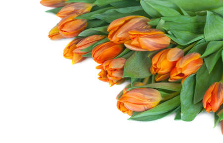 Bouquet from spring tulips on a white backgroundの写真素材