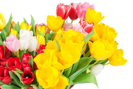 Bouquet from spring tulips on a white backgroundの写真素材
