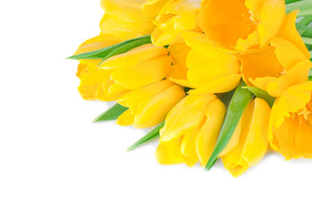 Bouquet of a yellow tulips on a white backgroundの写真素材
