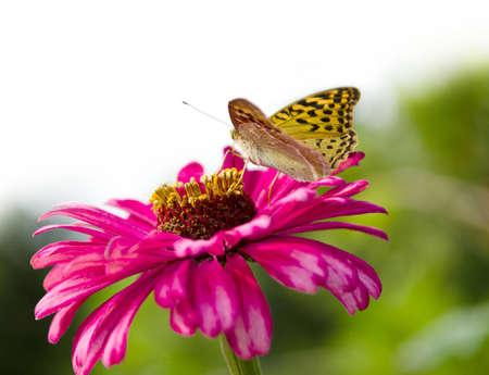 Butterfly on pink flower zinnia.