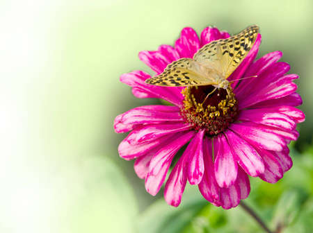 Butterfly on pink flower zinnia.の写真素材