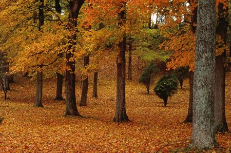 Blanket of Autumn Leavesの写真素材