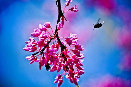 Bees buzzing around spring flowersの写真素材