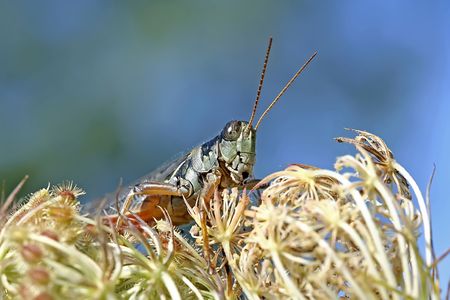 Red legged grasshopper on dried carrot flowersの写真素材