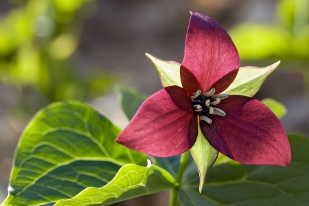 Red trillium flower on a sunny afternoon, against the lightの写真素材