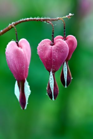 Bleeding after the rainの写真素材