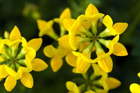 Bird's foot Trefoilの写真素材