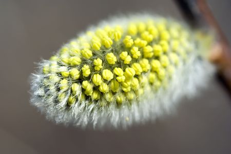 Willow catkinの写真素材