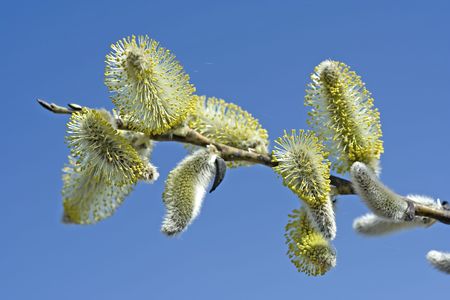 First hairy willow catkins in spring