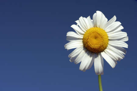 Daisy against deep blue skyの写真素材
