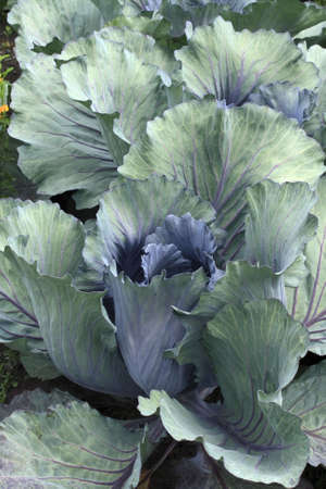 Purple cabbage