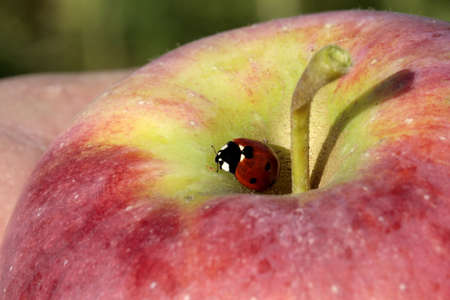 Ladybug on an appleの写真素材
