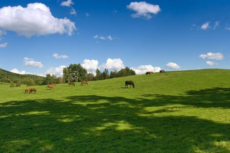 Horses grazing in the meadow hillの写真素材