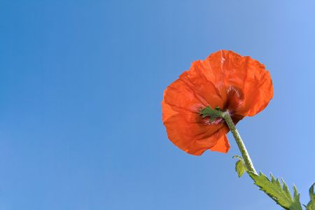 Beautiful red poppy against clear blue skyの写真素材