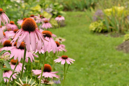 Garden scene with blooming cone flowers and path - Shallow depth of fieldの写真素材