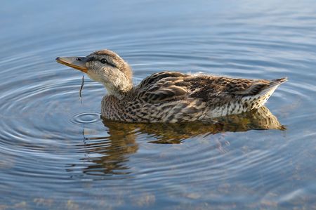 female Mallard duck in the morningの写真素材