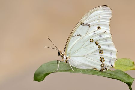 This butterfly aka Morpho polyphemus is found in Mexico and Central Americaの写真素材