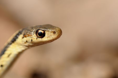 Thamnophis sirtalis known as common garter snake in North Americaの写真素材