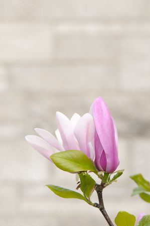 Tulip magnolia flower closeup with copy space, also known as Saucer magnoliaの写真素材